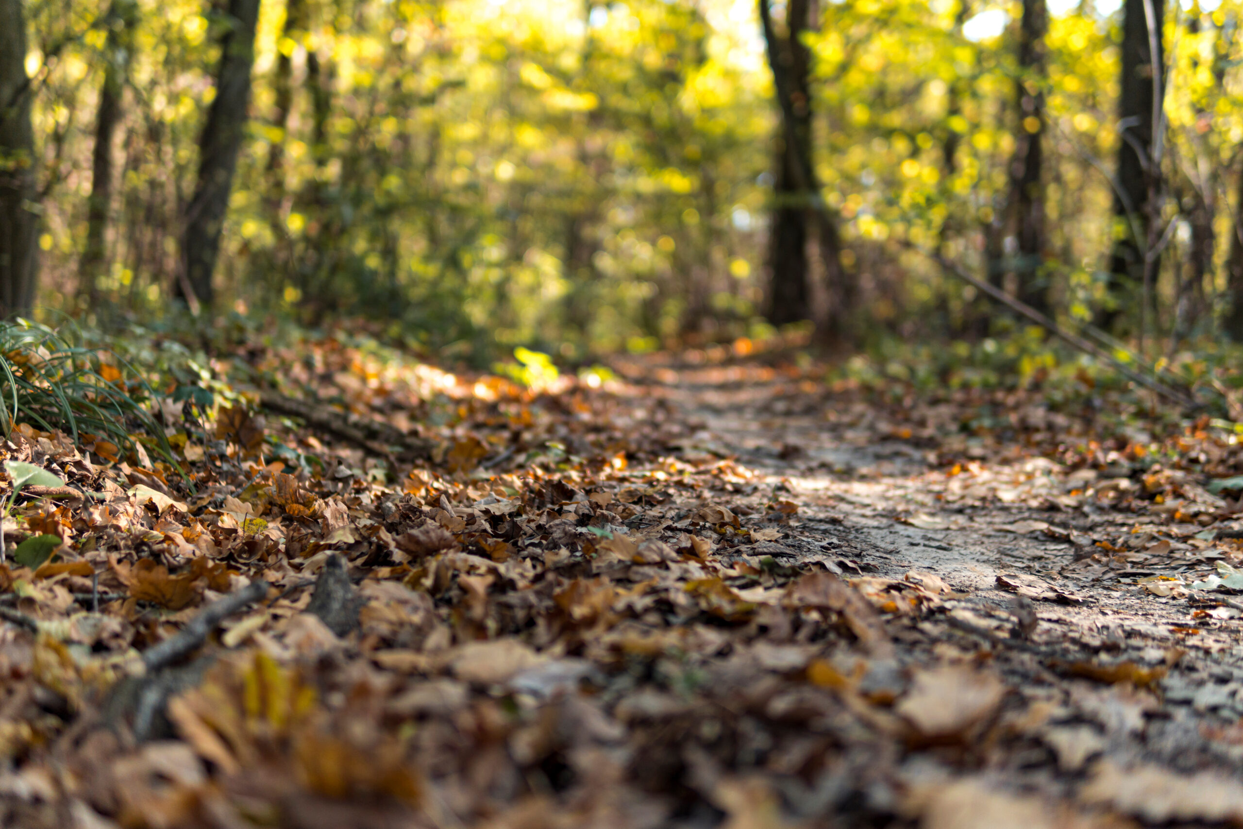 Exploring a sustainable resource with potential community benefits: A green opportunity under our feet?